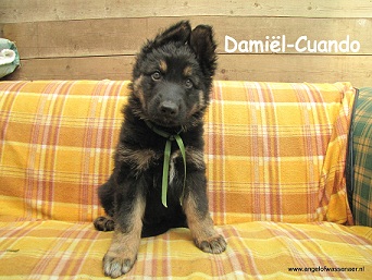 Damiël-Cuando, ODH pup van 7 wk